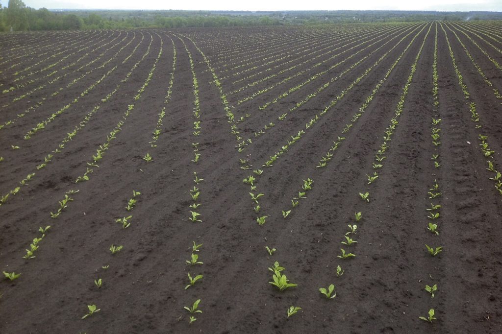 Przełączanie SectionControl w burakach