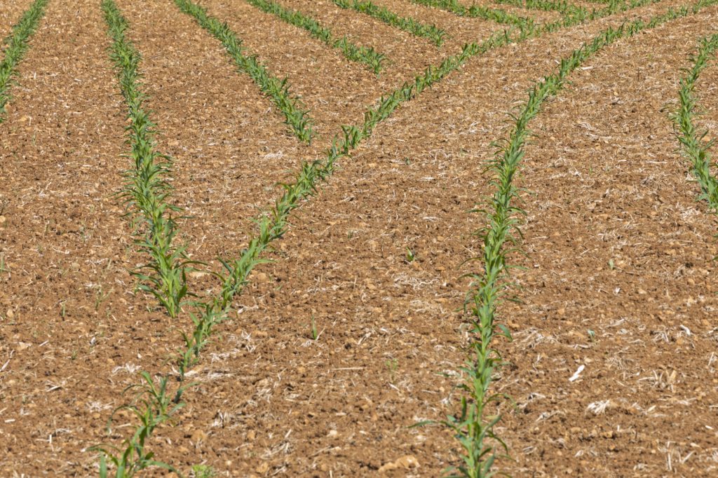 SectionControl umożliwia automatyczne wyłączanie i włączanie rzędu siewnego za pomocą GPS-a